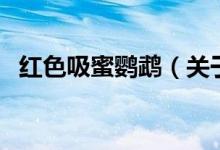 紅色吸蜜鸚鵡（關(guān)于紅色吸蜜鸚鵡的介紹）