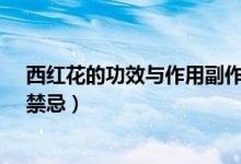 西紅花的功效與作用副作用及禁忌（西紅花的功效與作用、禁忌）