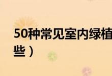 50種常見室內(nèi)綠植（50種常見室內(nèi)綠植是哪些）
