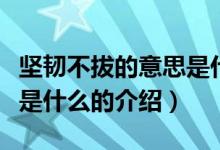 堅(jiān)韌不拔的意思是什么（關(guān)于堅(jiān)韌不拔的意思是什么的介紹）