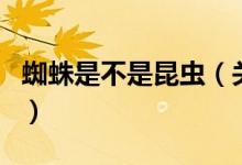 蜘蛛是不是昆蟲（關(guān)于蜘蛛是不是昆蟲的介紹）