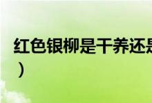 紅色銀柳是干養(yǎng)還是水培（干養(yǎng)水培效果不同）