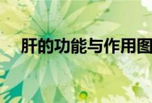 肝的功能與作用圖片（肝的功能有哪些）