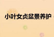 小葉女貞盆景養(yǎng)護（小葉女貞盆景怎么養(yǎng)）