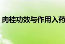 肉桂功效與作用入藥部位（肉桂功效與作用）