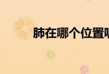 肺在哪個(gè)位置呢（肺在哪個(gè)位置）