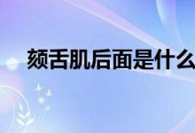 頦舌肌后面是什么部位（頦舌肌的位置）