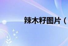 辣木籽圖片（辣木籽的副作用）