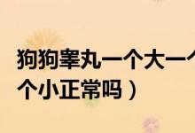 狗狗睪丸一個(gè)大一個(gè)小正常嗎（睪丸一個(gè)大一個(gè)小正常嗎）