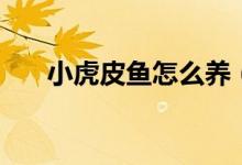 小虎皮魚怎么養(yǎng)（大家可以了解一下）