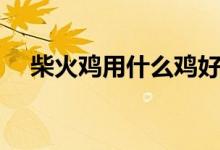 柴火雞用什么雞好（柴火雞用哪種雞好）