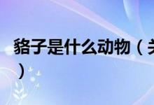 貉子是什么動(dòng)物（關(guān)于貉子是什么動(dòng)物的介紹）