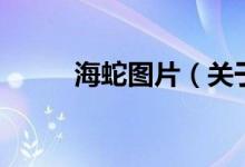 海蛇圖片（關(guān)于海蛇圖片的介紹）