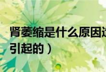 腎萎縮是什么原因造成的（腎萎縮是什么原因引起的）