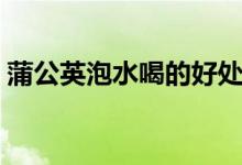 蒲公英泡水喝的好處（蒲公英泡水喝的禁忌）