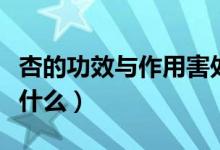 杏的功效與作用害處（杏的功效與作用害處是什么）