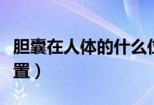 膽囊在人體的什么位置圖（膽囊在人體什么位置）
