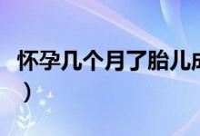 懷孕幾個(gè)月了胎兒成形（懷孕幾個(gè)月胎兒成型）
