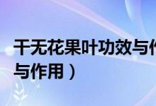 干無(wú)花果葉功效與作用（干無(wú)花果葉子的功效與作用）