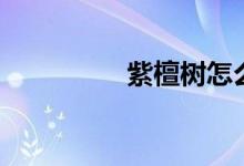 紫檀樹怎么養(yǎng)（長(zhǎng)得快）