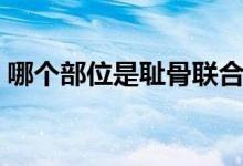 哪個部位是恥骨聯合（恥骨聯合是哪個部位）