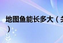地圖魚能長多大（關(guān)于地圖魚能長多大的介紹）