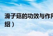 滑子菇的功效與作用（滑子菇的功效與作用介紹）