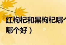 紅枸杞和黑枸杞哪個(gè)好補(bǔ)腎（紅枸杞和黑枸杞哪個(gè)好）