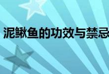 泥鰍魚(yú)的功效與禁忌（泥鰍魚(yú)的功效與作用）