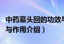 中藥墓頭回的功效與作用（中藥墓頭回的功效與作用介紹）