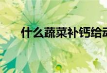 什么蔬菜補鈣給動物（什么蔬菜補鈣）