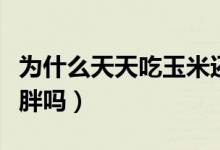 為什么天天吃玉米還長胖了（減肥時吃玉米會胖嗎）