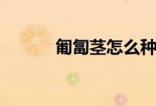 匍匐莖怎么種（來看看方法吧）