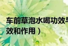 車前草泡水喝功效與作用（車前草泡水喝的功效和作用）