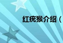 紅疣猴介紹（來看看具體介紹）