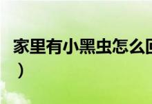 家里有小黑蟲怎么回事（為什么家里有小黑蟲）