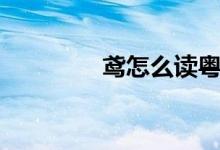 鳶怎么讀粵語（鳶怎么讀）