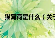 貓薄荷是什么（關(guān)于貓薄荷是什么的介紹）