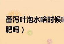 番瀉葉泡水啥時(shí)候喝效果最好（番瀉葉喝了減肥嗎）