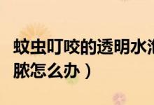 蚊蟲叮咬的透明水泡怎么處理（蚊蟲叮咬后流膿怎么辦）