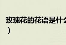 玫瑰花的花語是什么意思（玫瑰花有什么寓意）