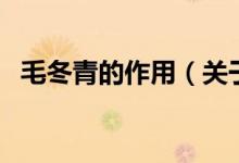毛冬青的作用（關(guān)于毛冬青的作用的介紹）