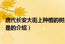 唐代長安大街上種植的樹是（關(guān)于唐代長安大街上種植的樹是的介紹）