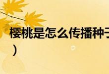 櫻桃是怎么傳播種子的（櫻桃是如何傳播種子）