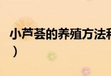 小蘆薈的養(yǎng)殖方法和注意事項（怎么養(yǎng)小蘆薈）