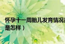 懷孕十一周胎兒發(fā)育情況是怎樣的（懷孕11周胎兒發(fā)育情況是怎樣）