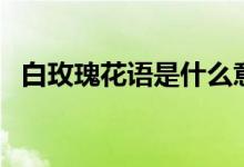 白玫瑰花語是什么意思（白玫瑰花語介紹）