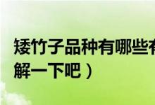 矮竹子品種有哪些有什么優(yōu)點（下面一起來了解一下吧）