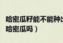 哈密瓜籽能不能種出哈密瓜（哈密瓜籽可以種哈密瓜嗎）