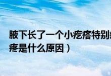 腋下長了一個小疙瘩特別疼怎么回事（腋下長了個小疙瘩很疼是什么原因）